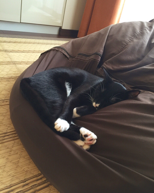 f:id:akiyochan15:20161109161514j:image:w389