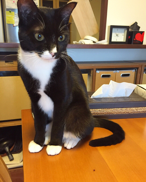 f:id:akiyochan15:20161109161620j:image:w389