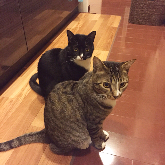 f:id:akiyochan15:20161109161622j:image:w450