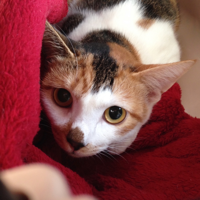 f:id:akiyochan15:20161113133011j:image:w450