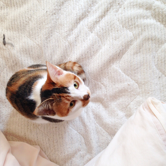 f:id:akiyochan15:20161115163005j:image:w450