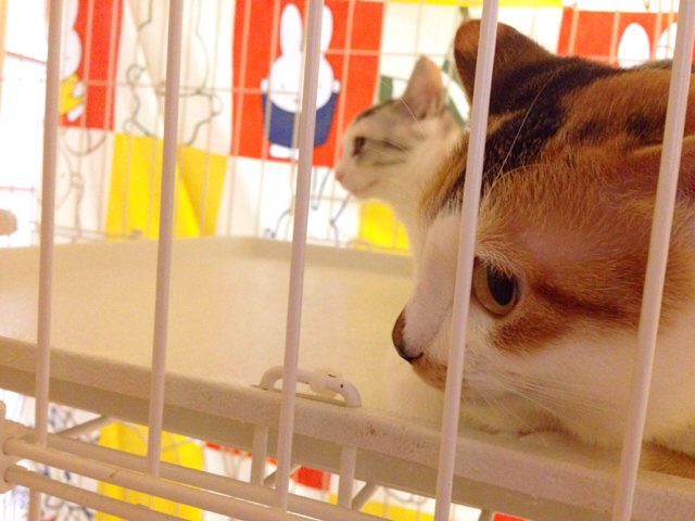 f:id:akiyochan15:20161115163008j:image:w518