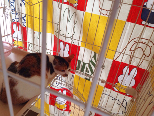 f:id:akiyochan15:20161115163010j:image:w518