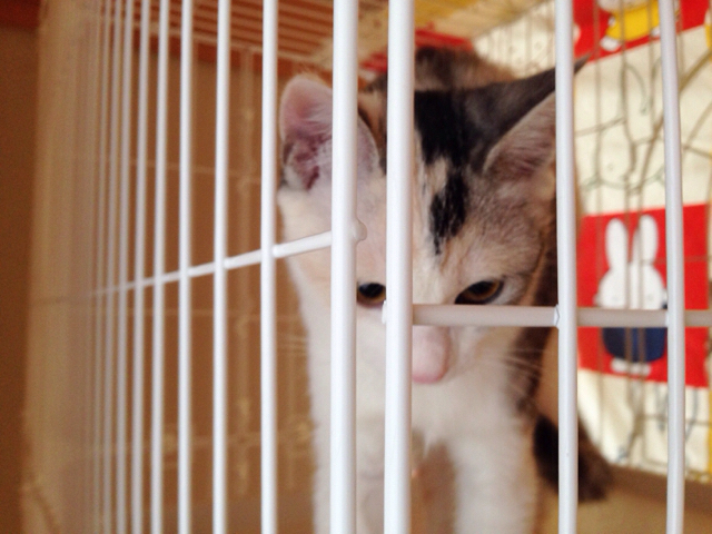 f:id:akiyochan15:20161115163116j:image:w518