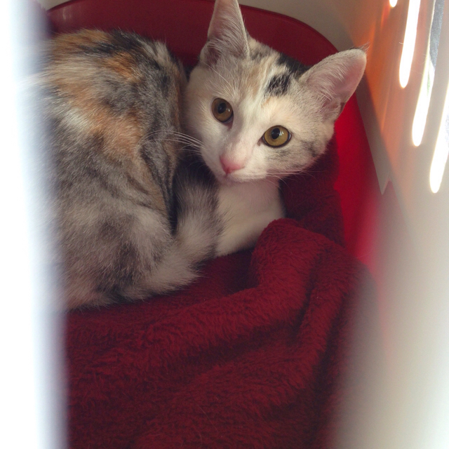 f:id:akiyochan15:20161115163117j:image:w389