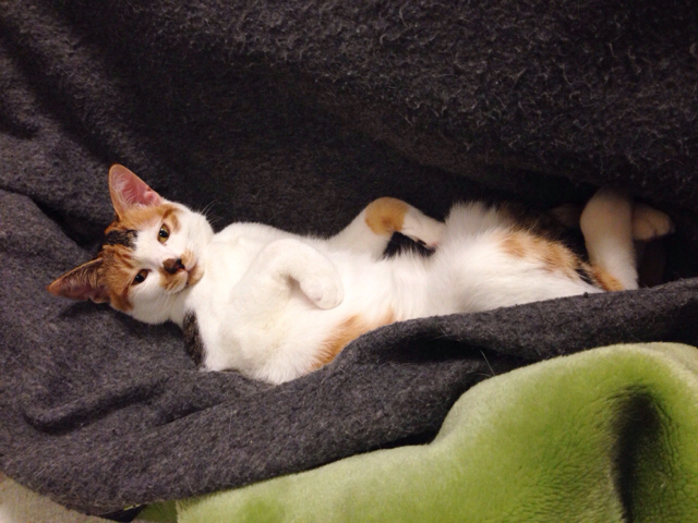 f:id:akiyochan15:20161115163121j:image:w518