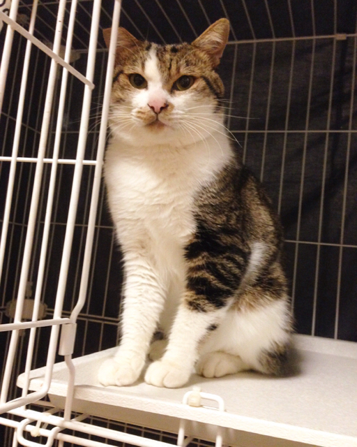 f:id:akiyochan15:20161121155110j:image:w389