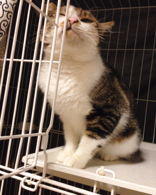 f:id:akiyochan15:20161121155111j:image:w389