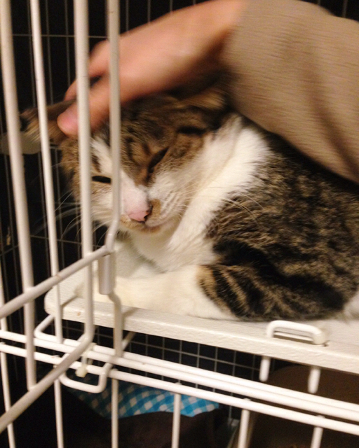 f:id:akiyochan15:20161121155112j:image:w389