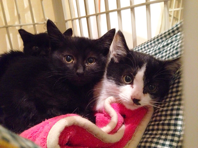 f:id:akiyochan15:20161129161732j:image:w518 f:id:akiyochan15:20161129161732j:image:w518