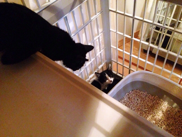 f:id:akiyochan15:20161129161734j:image:w518 f:id:akiyochan15:20161129161734j:image:w518