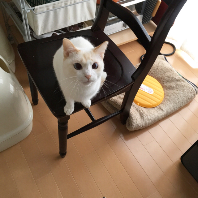 f:id:akiyochan15:20170111164026j:image:w400