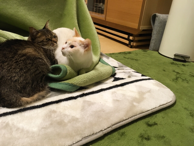 f:id:akiyochan15:20170111164030j:image:w518