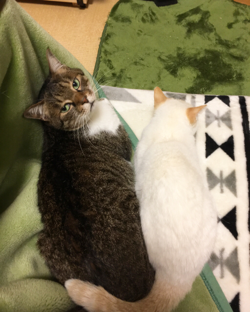 f:id:akiyochan15:20170111164032j:image:w389