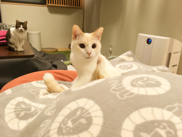 f:id:akiyochan15:20170111164033j:image:w518