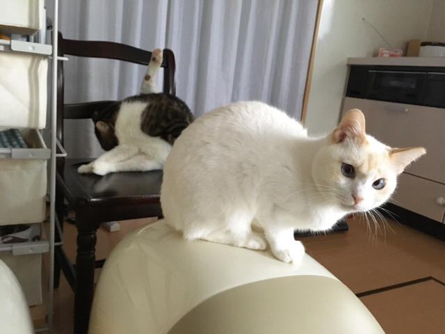 f:id:akiyochan15:20170117212641j:image:w518