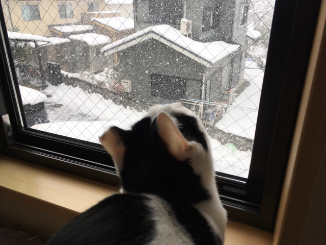 f:id:akiyochan15:20170117212643j:image:w518