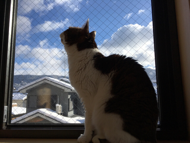 f:id:akiyochan15:20170117212644j:image:w518