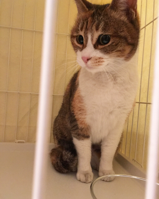 f:id:akiyochan15:20170201023142j:image:w400