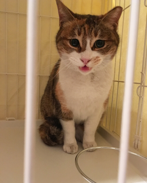 f:id:akiyochan15:20170201023143j:image:w400