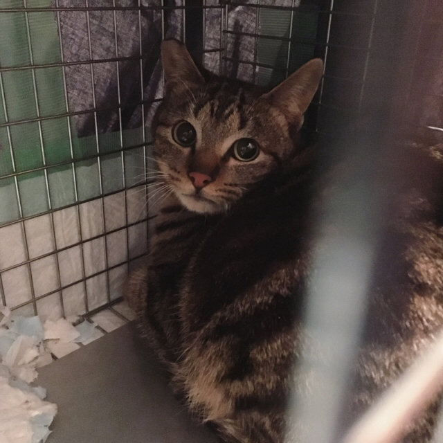 f:id:akiyochan15:20170201113455j:image:w450