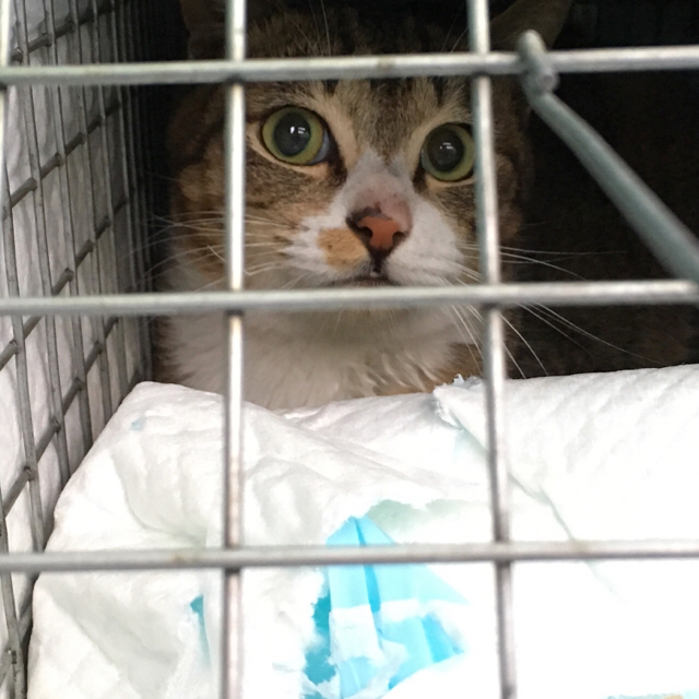 f:id:akiyochan15:20170201113457j:image:w450