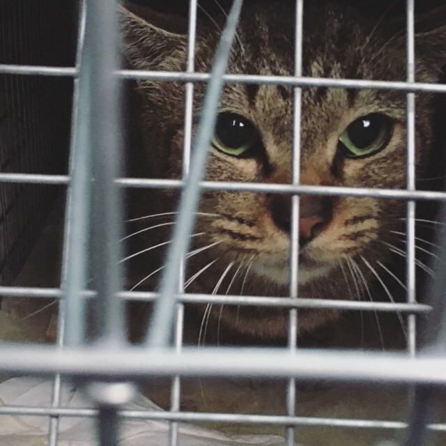 f:id:akiyochan15:20170201113458j:image:w450