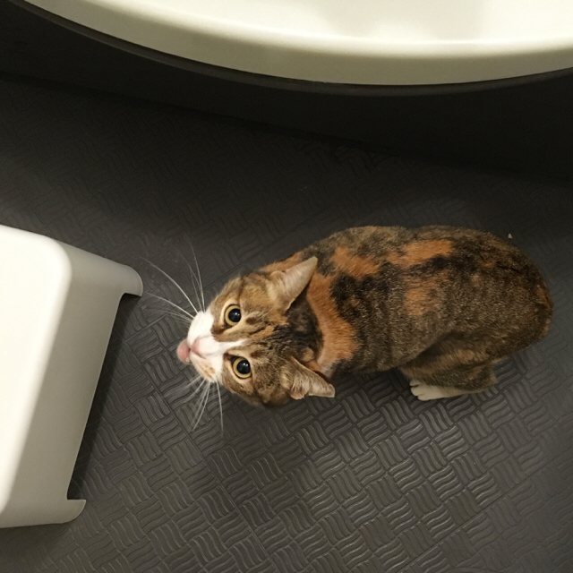 f:id:akiyochan15:20170219150705j:image:w450 f:id:akiyochan15:20170219150705j:image:w450