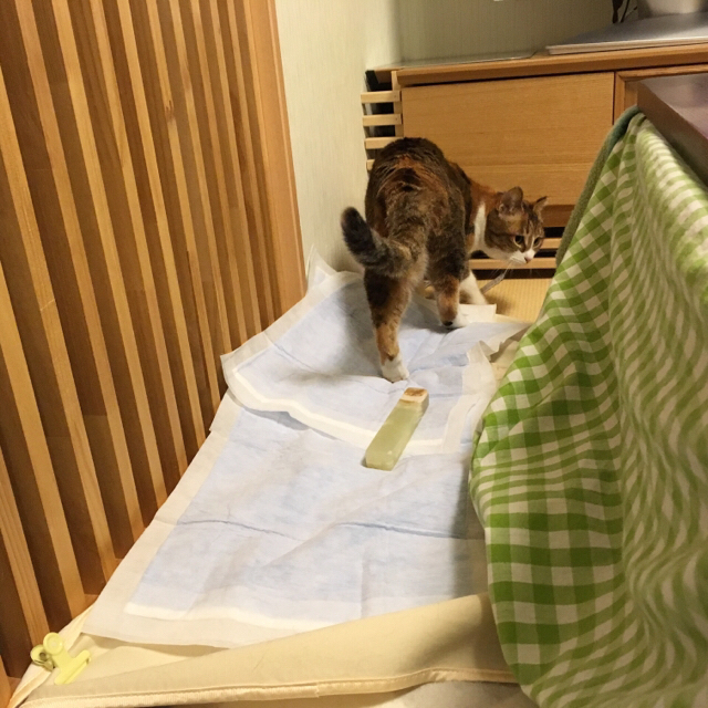 f:id:akiyochan15:20170219150707j:image:w450 f:id:akiyochan15:20170219150707j:image:w450