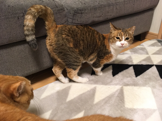 f:id:akiyochan15:20170219150710j:image:w518 f:id:akiyochan15:20170219150710j:image:w518