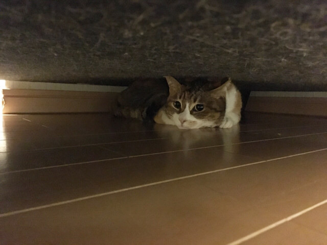 f:id:akiyochan15:20170219150742j:image:w518 f:id:akiyochan15:20170219150742j:image:w518