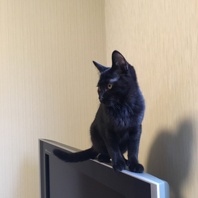 f:id:akiyochan15:20170219150743j:image:w450 f:id:akiyochan15:20170219150743j:image:w450