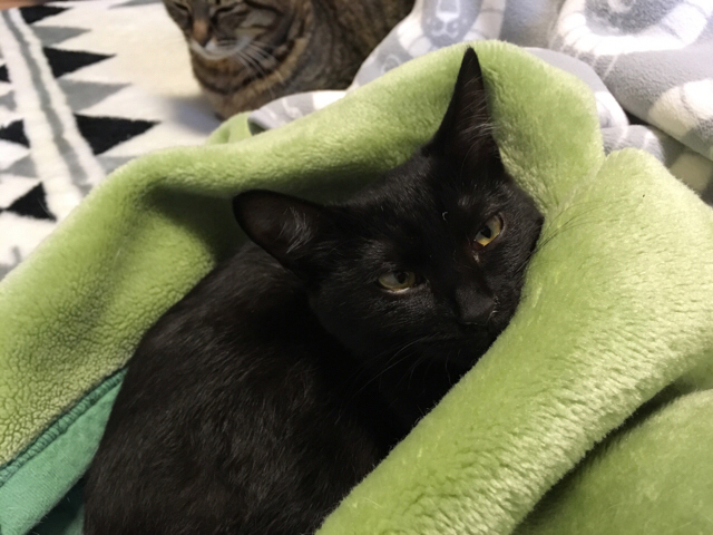 f:id:akiyochan15:20170219150745j:image:w518 f:id:akiyochan15:20170219150745j:image:w518