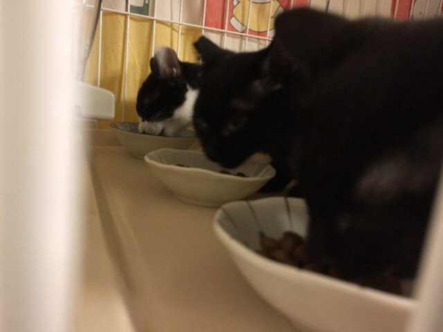 f:id:akiyochan15:20170219152126j:image:w518 f:id:akiyochan15:20170219152126j:image:w518