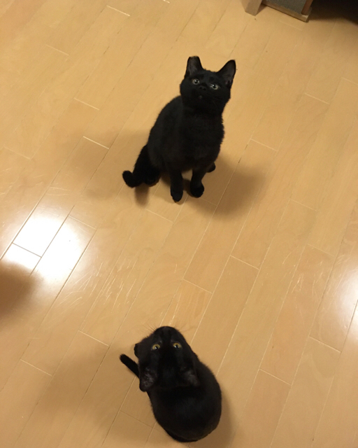 f:id:akiyochan15:20170219152128j:image:w400 f:id:akiyochan15:20170219152128j:image:w400