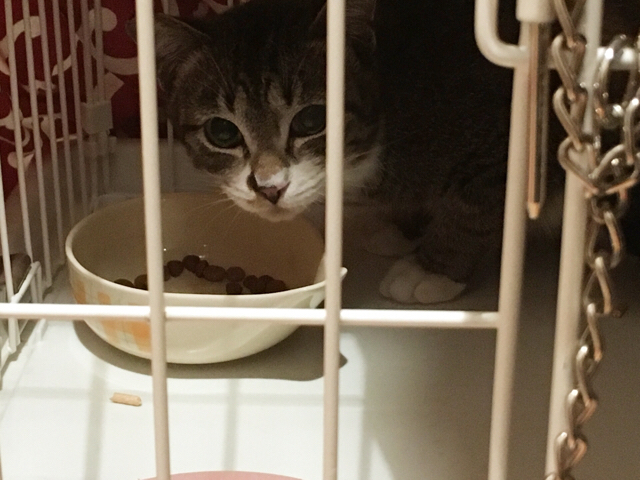 f:id:akiyochan15:20170302151555j:image:w518