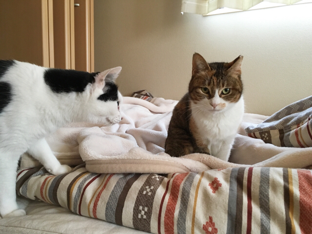 f:id:akiyochan15:20170302151556j:image:w518