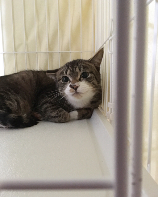 f:id:akiyochan15:20170302151557j:image:w400