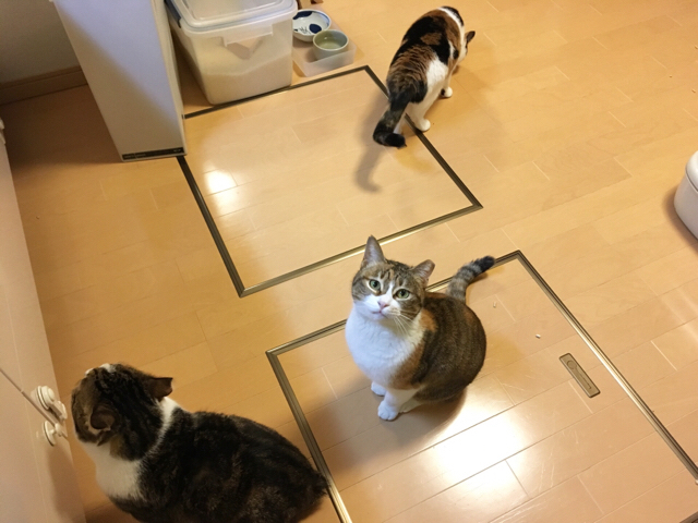 f:id:akiyochan15:20170302151558j:image:w518