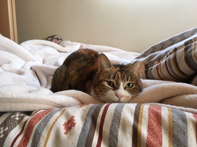 f:id:akiyochan15:20170302151559j:image:w518