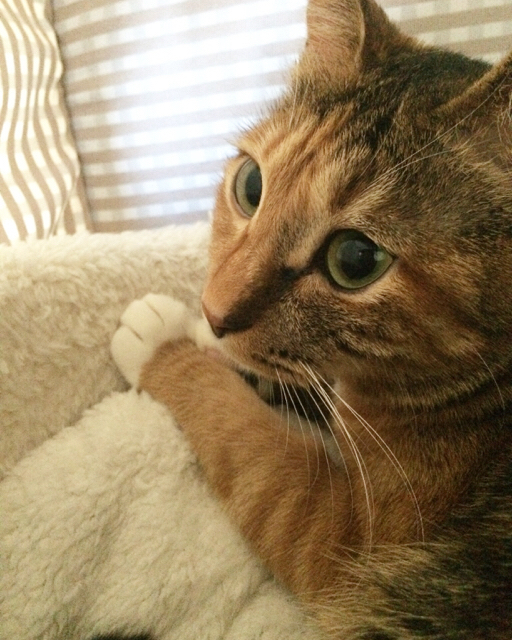 f:id:akiyochan15:20170308153903j:image:w389 f:id:akiyochan15:20170308153903j:image:w389