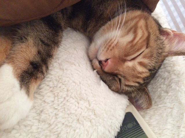 f:id:akiyochan15:20170308153905j:image:w518 f:id:akiyochan15:20170308153905j:image:w518