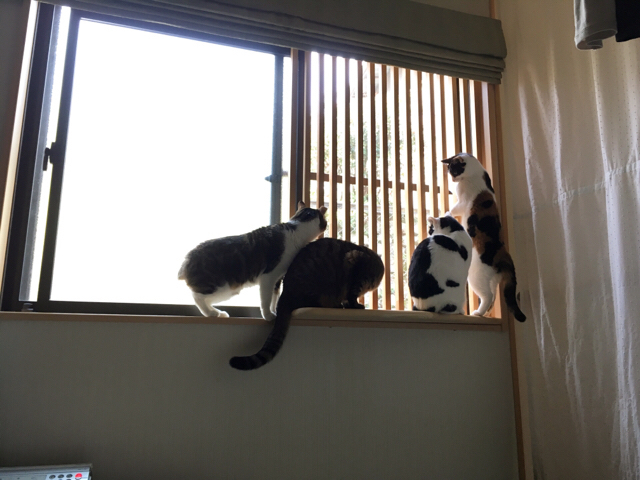 f:id:akiyochan15:20170313231350j:image:w518 f:id:akiyochan15:20170313231350j:image:w518