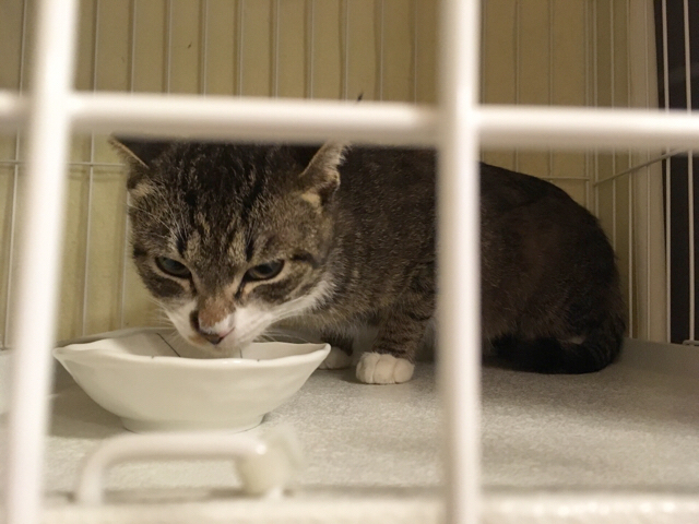 f:id:akiyochan15:20170314183904j:image:w518