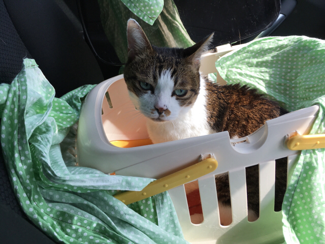 f:id:akiyochan15:20170321140630j:image:w518 f:id:akiyochan15:20170321140630j:image:w518