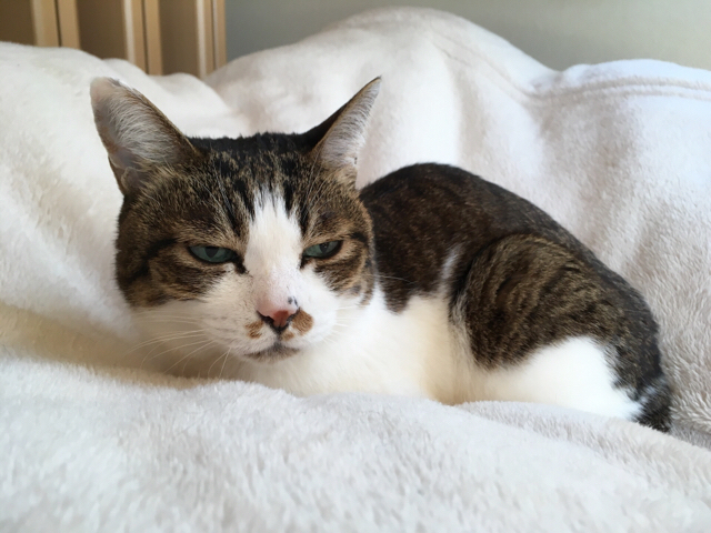 f:id:akiyochan15:20170321140631j:image:w518 f:id:akiyochan15:20170321140631j:image:w518