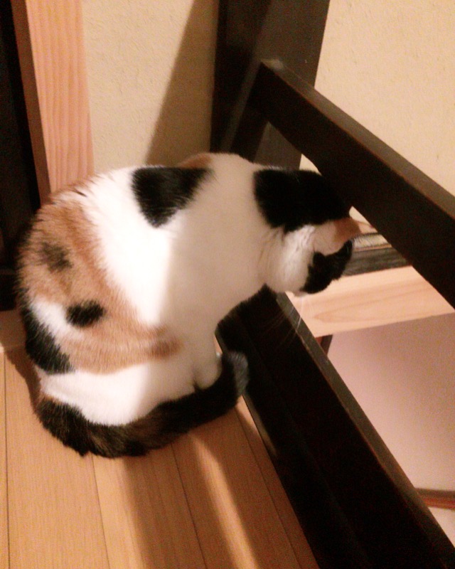 f:id:akiyochan15:20170324235043j:image:w400