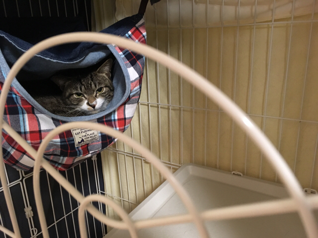 f:id:akiyochan15:20170328145003j:image:w518