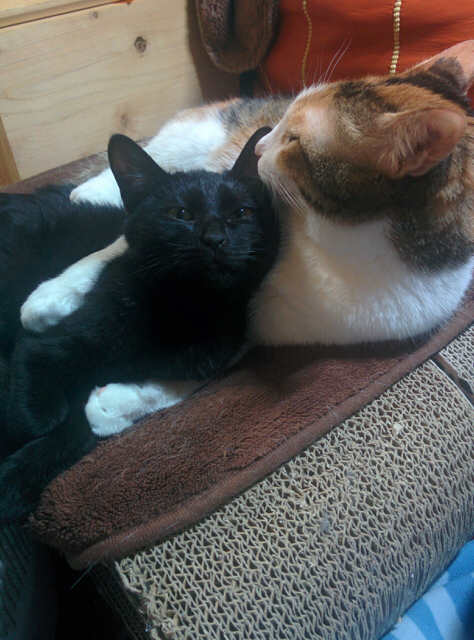 f:id:akiyochan15:20170328145004j:image:w400