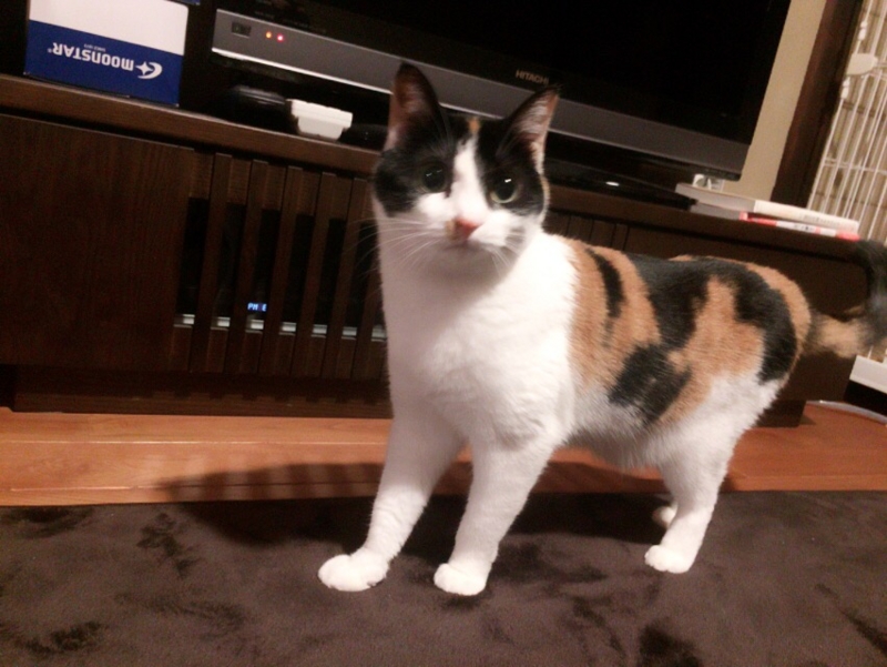 f:id:akiyochan15:20170410200102j:image:w518